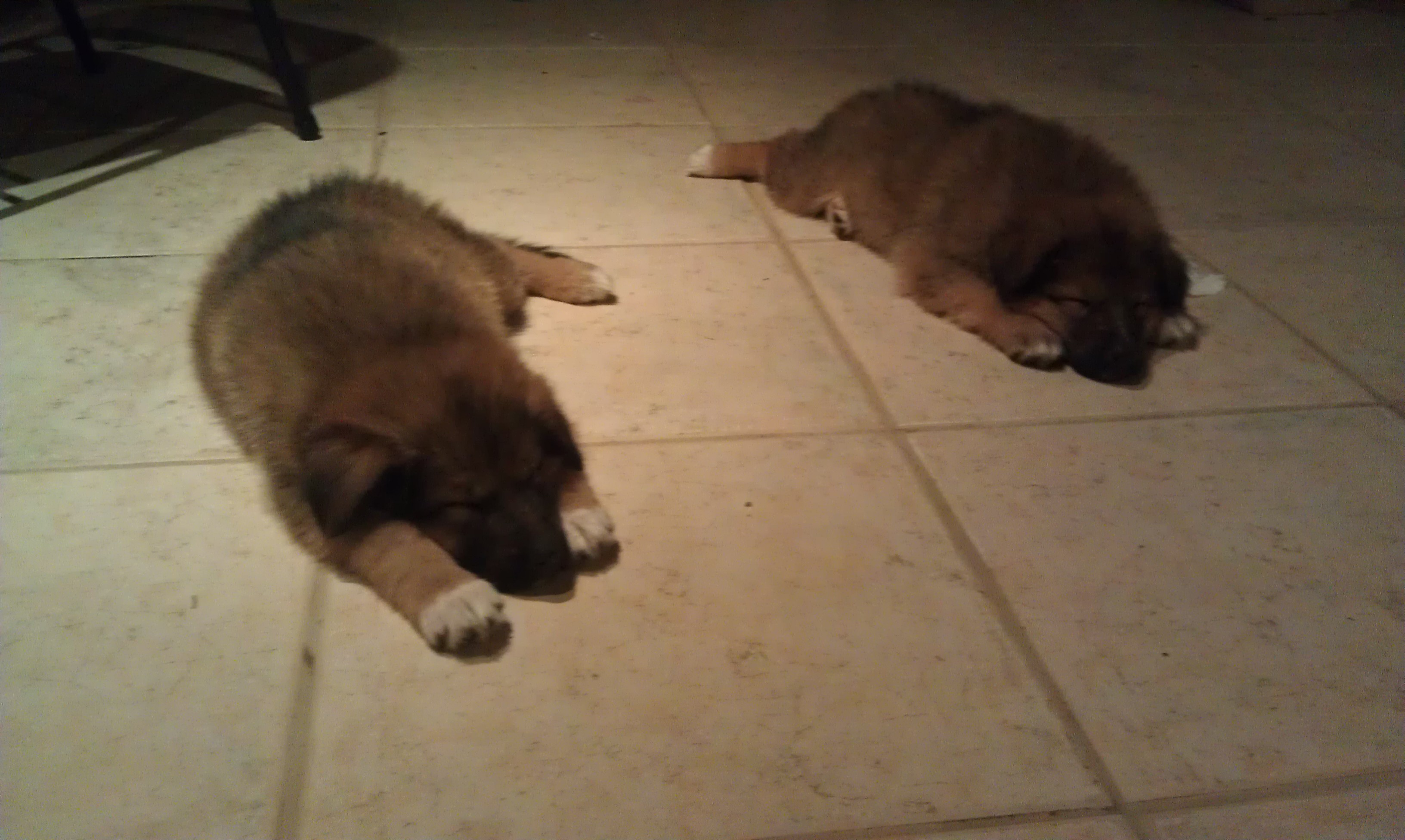 tuckeredoutgirls.jpg